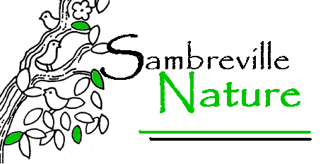 logo site